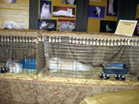 The CFA Intertional Cat Show